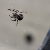 Jewel Spider, Orb Weavers