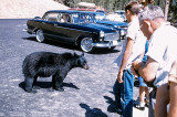 8-26-1960 Yellowstone NP