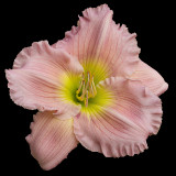 Daylily