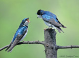 Hirondelles  bicolores / Tree Swallows