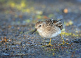 Bcasseau minuscule / Least Sandpiper