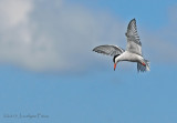 Sterne pierregarin / Common Tern