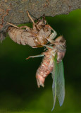 Cigale et son exuvie / Cicada and its Exuviae