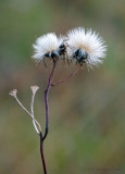 Fleurs de novembre