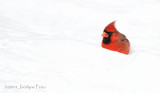 Cardinal rouge / Red Cardinal