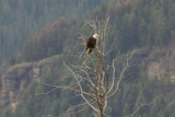 IMG_5014 - Bald eagle