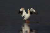 IMG_5249 - White pelican