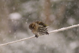 Pine siskin