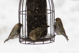 Pine siskins