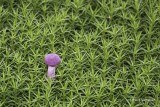 Laccaria amethystina - Amethistzwam 1.JPG