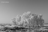 Betula pendula - Ruwe Berk 1.JPG