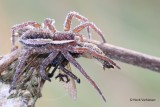 Dolomedes fimbriatus - Gerande Oeverspin 1.JPG