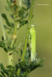 Phaneroptera falcata - Sikkelsprinkhaan 1.JPG