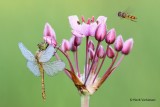 Sympetrum sanguineum - Bloedrode Heidelibel 3.JPG