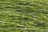 Potamogeton perfoliatus - Doorgroeid Fonteinkruid.JPG