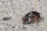 Lucanus cervus - Vliegend Hert 4.JPG