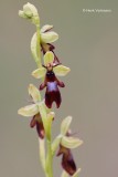 Ophrys insectifera - Vliegenorchis.JPG