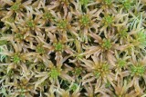 Sphagnum spec.JPG