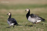 Branta leucopsis - Brandgans 2.JPG