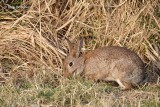 Oryctolagus cuniculus - Konijn 3.JPG