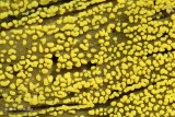 Ceratiomyxa fruticulosa - Gewoon IJsvingertje 1.JPG