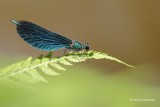 Calopteryx virgo - Bosbeekjuffer 1.JPG