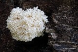 Hericium coralloides - Kammetjesstekelzwam 3.JPG