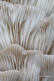 Pleurotus ostreatus - Gewone Oesterzwam 11.JPG