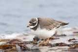 Common Ringed Plover