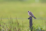 Red-footed Falcon