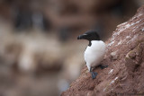 Razorbill