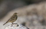 Rock Pipit