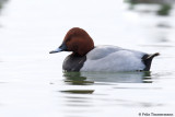 Pochard