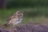 Songthrush