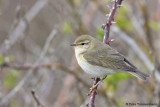 Willow Warbler