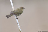 Chiffchaff