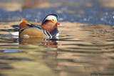 Mandarin Duck