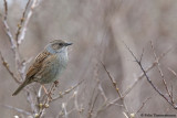 Dunnock