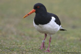 Oystercatcher