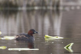 Little Grebe