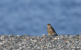Merlin