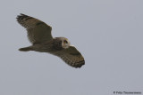 Short-Eared Owl
