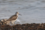 Greenshank