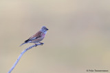 Linnet