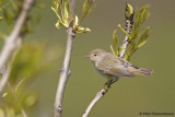 Western Bonellis Warbler