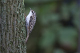 European Treecreeper