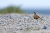 Dotterel