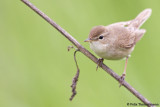Booted Warbler
