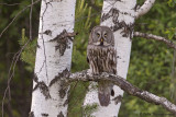 Great Grey Owl
