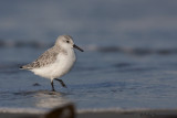 Sanderling